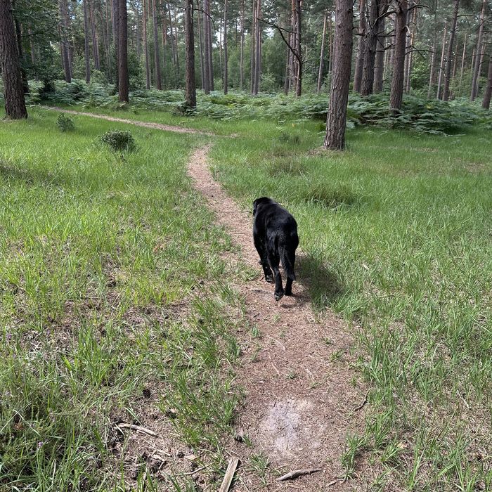 A black Labrador trotting down a grassy woodland path