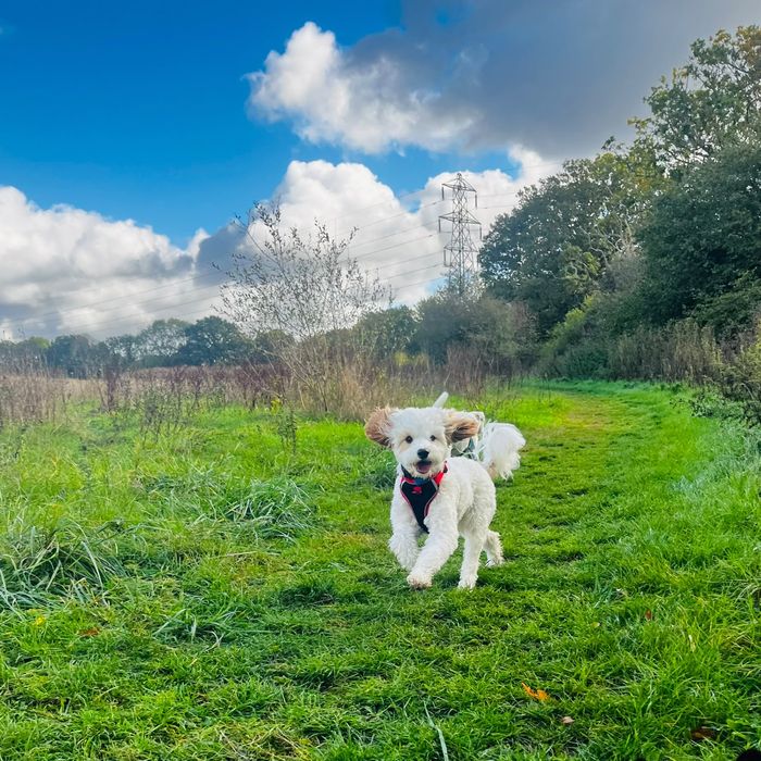A fluffy white puppy in a red harness running across a green field
