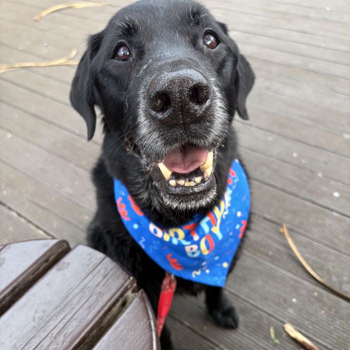 A grey-muzzled black Labrador in a birthday bandana grinning at the camera