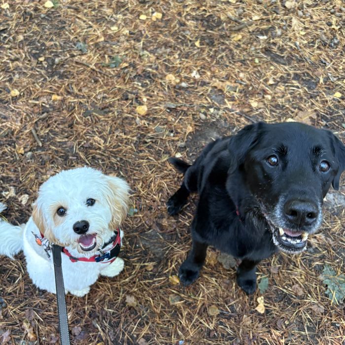 A white puppy and a black Labrador sitting side by side on a woodland walk